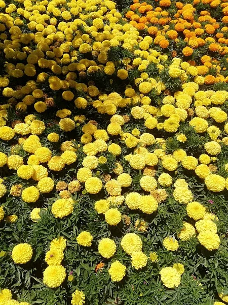 Flores Amarelas Plantadas Quadrado Árvores Meio — Fotografia de Stock