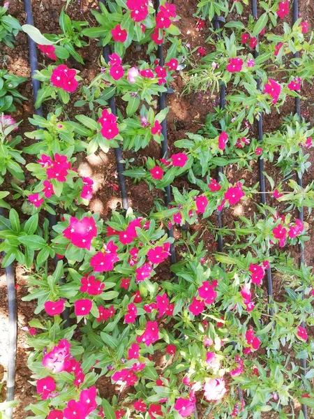 purple flowers lined up in rows and watered with drip irrigation