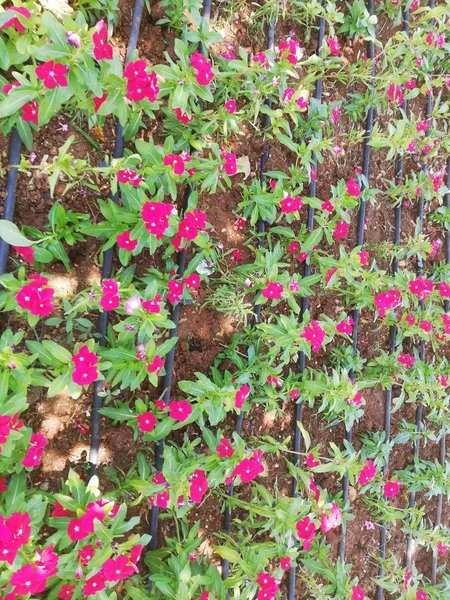 Flores Roxas Alinhadas Fileiras Regadas Com Irrigação Por Gotejamento — Fotografia de Stock