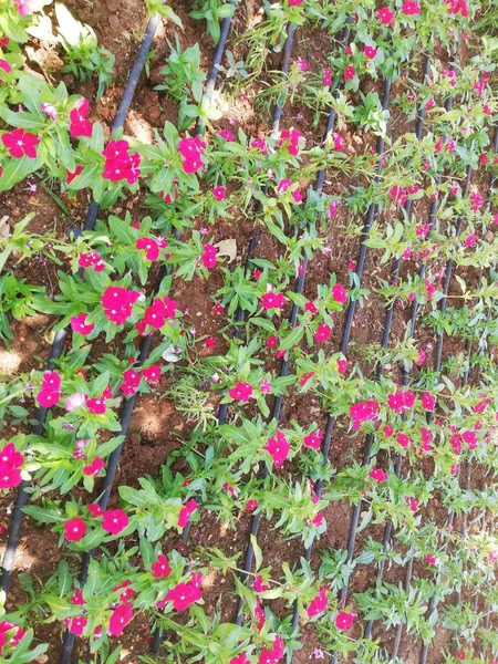 Fleurs Violettes Alignées Rangs Arrosées Avec Irrigation Goutte Goutte — Photo