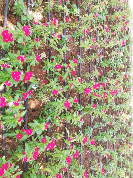 Flores Roxas Alinhadas Fileiras Regadas Com Irrigação Por Gotejamento — Fotografia de Stock