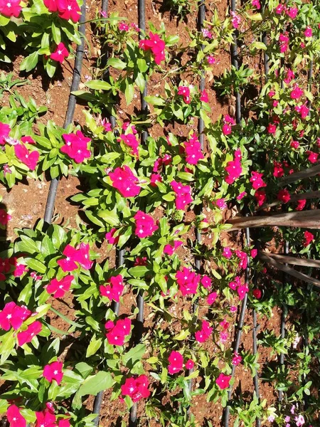 Fialové Květiny Řadách Napojené Odkapávací Zavlažovací — Stock fotografie