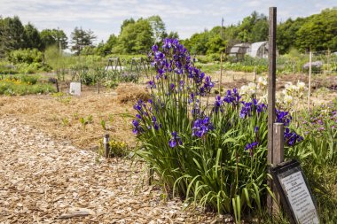 Güzel yaz gününde bir yola ve bitkiler ile bir ortak topluluk Bahçe ve bir sulama hortumu.