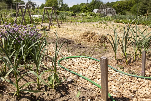 Ein Öffentlicher Gemeinschaftsgarten Mit Gartenweg Und Pflanzen Und Einem Bewässerungsschlauch — Stockfoto