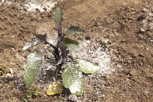 Een Plantaardige Tuinplant Bedekt Met Witte Stoffige Bestrijdingsmiddelen Fungicide Weren — Stockfoto