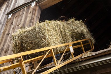 Saman balya bir ahır samanlık içine bir konveyör bant üzerinde.