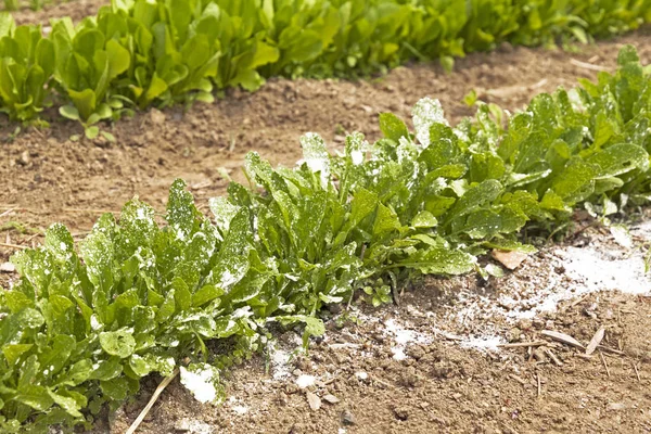 Zahradní Zeleninové Rostlina Pokryta Bílými Zaprášené Pesticidů Nebo Fungicid Udržet — Stock fotografie
