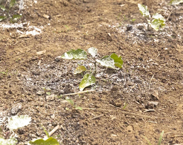 庭の野菜工場は白いほこり農薬やバグを保つために殺菌剤で覆われています — ストック写真