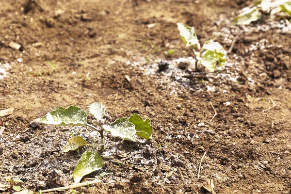 Une Plante Potagère Jardin Est Recouverte Pesticide Fongicide Blanc Poussiéreux — Photo
