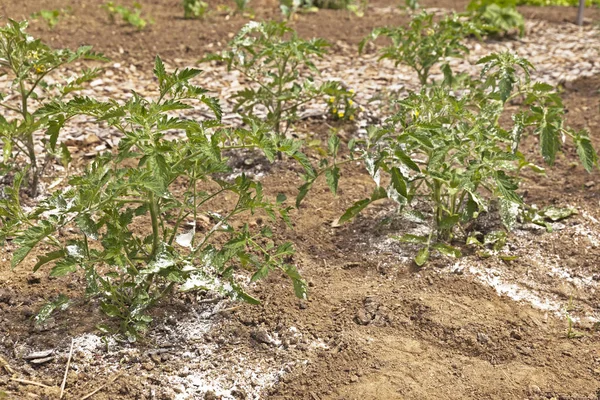 Bir Bahçe Sebze Bitki Beyaz Tozlu Pestisit Veya Böcekleri Uzak — Stok fotoğraf
