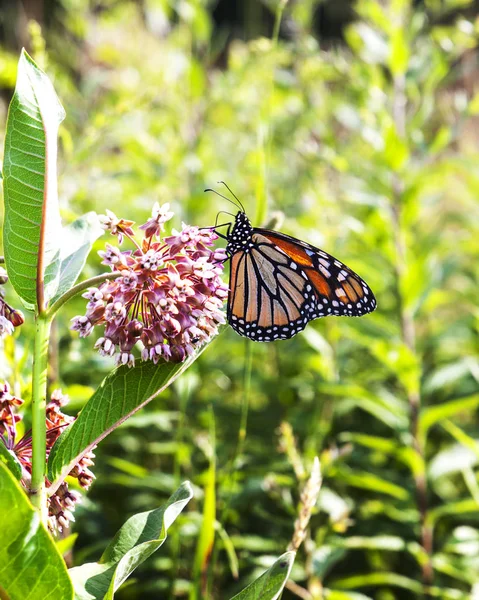 Monarch Kelebek Bir Süt Çocuğu Çiçek Blosssom Beslemeleri — Stok fotoğraf