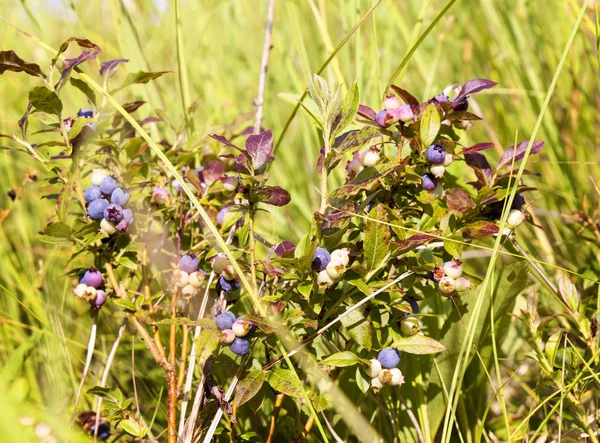 Arbuste Bleuets Sauvages Avec Des Baies Mûres Dans Les Hautes — Photo