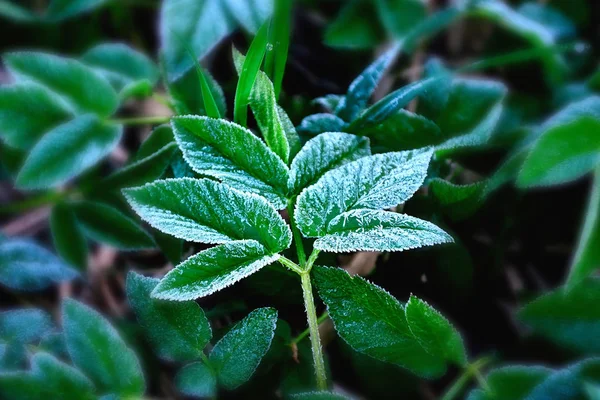 yeşil bir yaprak üzerinde hassas, gümüş don