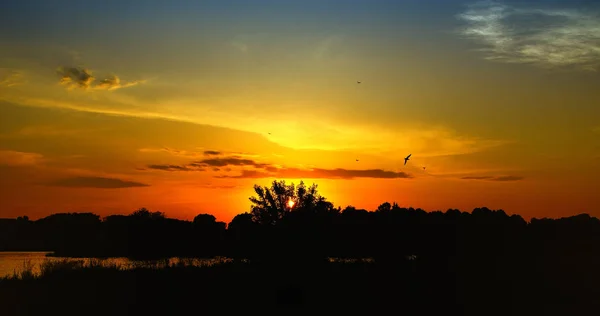 kazanılan ağaçlar ve kuşlar ile güzel kırmızı günbatımı