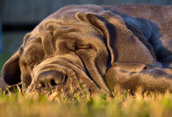 sleeping big dog mastiff on green grass