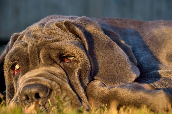 Iyi gözlü bir köpek yeşil çimenler üzerinde yatıyor