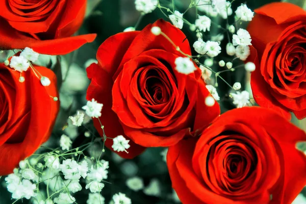 parlak kırmızı gül güzel şenlikbuketi