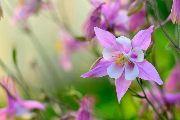 güzel bir bulanık arka planda nazik pembe Aquilegia çiçek
