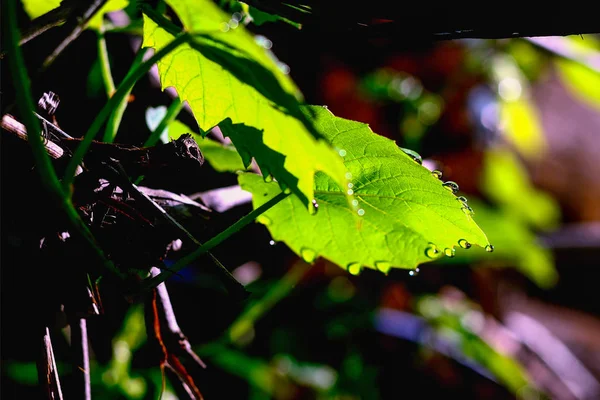 güneş altında üzüm yeşil bir yaprak üzerinde çiy