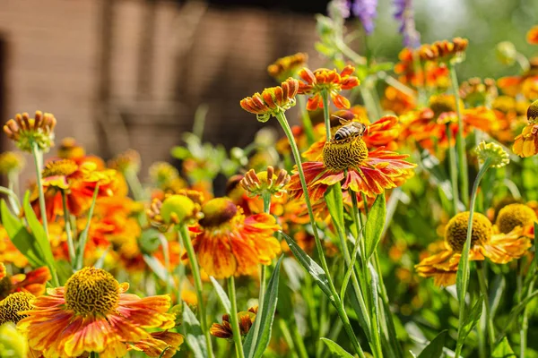 arı kırmızı bir çiçek üzerinde oturan ve nektar toplama