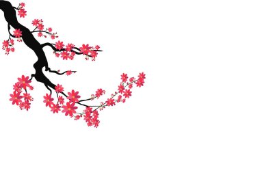 Mutlu yeni yıl 2019. Chienese yeni yıl, yıl domuz. Kiraz çiçeği arka plan