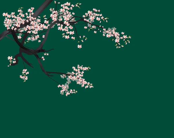 Akwarela Sakura Ramki Tło Gałęzi Drzew Wiśni Kwiat Ręcznie Rysowane — Wektor stockowy