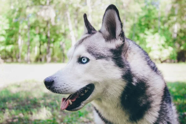 Egy Közeli Portréja Gyönyörű Szibériai Husky Aki Zöld Parkban Fiatal — Stock Fotó