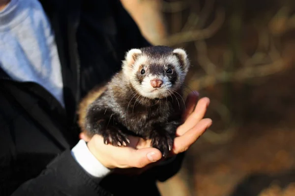 gelinciğin evcil hayvanı efendisinin avuçlarında oturur. Sonbahar ormanında. Ferre yürüyün