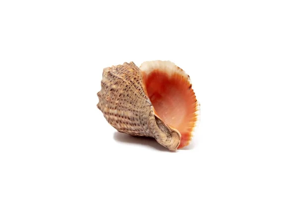 Empty Sea Shell Isolated White Background Marine Shell Closeup Brown — Stock Photo, Image