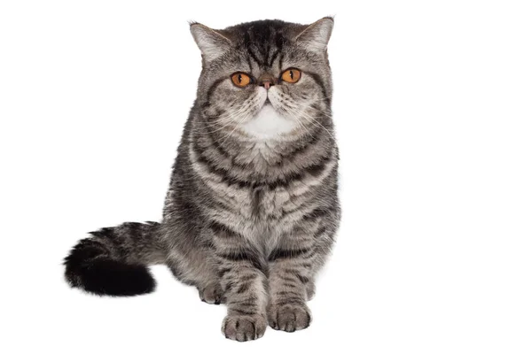 Porträt Einer Exotischen Katze Entzückend Schwarz Gestromt Exotische Kurzhaarkatze Kätzchen — Stockfoto