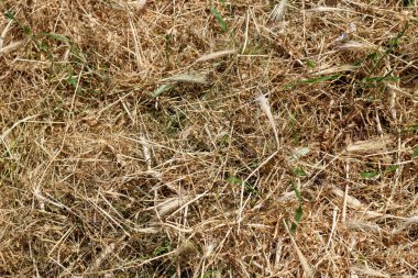 Doku, arka plan Kuru Çim güneşli gün