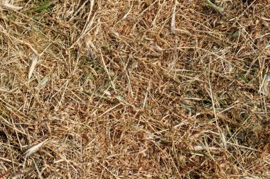 Doku, arka plan Kuru Çim güneşli gün