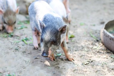 Domuzlar yiyecek. Çiftlikte yem bekleyen küçük domuzyavrusu. açık havada oynayan küçük domuzyavruları