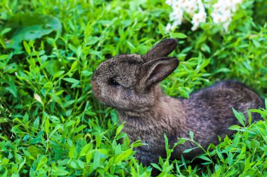 yeşil çimenlerde gizlenen küçük kabarık tavşan. Çayırda küçük tavşan
