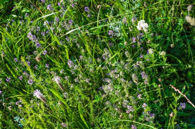 kekik yakın vahşi bir alanda yetişir. Kekik Çiçeği