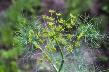 rezene çiçeklenme büyük plan. çiçekli dereotu
