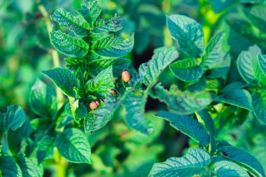 Colorado patates böceği larvaları patatesyapraklarının üzerine oturup onu yer. Çıplak patates üstleri. zararlılar yeşillik yemek