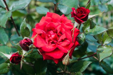 Yeşil bir arka plan üzerinde bahçede güzel kırmızı güller. Close. Gül yaprakları