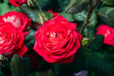 Yeşil bir arka plan üzerinde bahçede güzel kırmızı güller. Close. Gül yaprakları