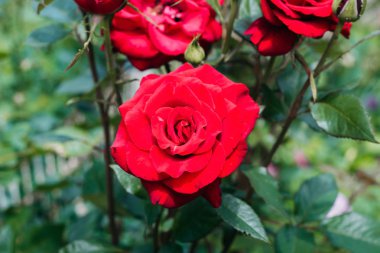 Yeşil bir arka plan üzerinde bahçede güzel kırmızı güller. Close. Gül yaprakları