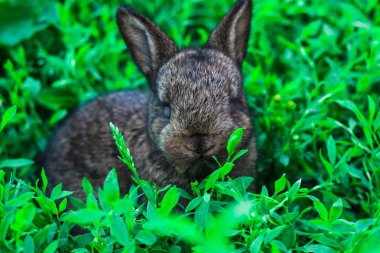 yeşil çimenlerde gizlenen küçük kabarık tavşan. Çayırda küçük tavşan