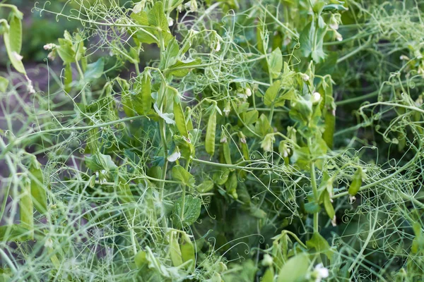 young green peas growing in a field. pea mustache, green sprouts