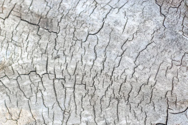 wood texture with cracks, cut wood. background for designers. close-up