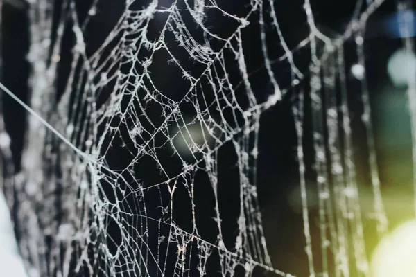 cobweb in the morning. close-up on a dark background. white cobweb