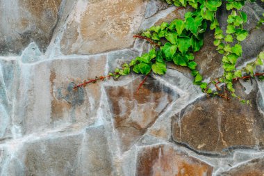 Taş duvardaki sarmaşık. arka plan ve metin için yer. bir taş arka plan üzerinde yeşillik