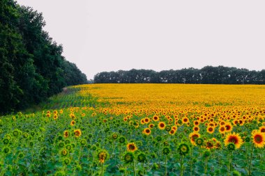 bulutlu havalarda bir alanda ayçiçeği. Close