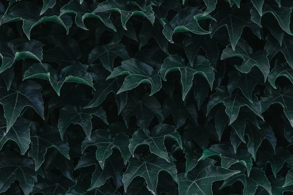 Листья Зеленого Плюща Закрываются Текстура Фон Дизайнеров Симметричные Листья — стоковое фото