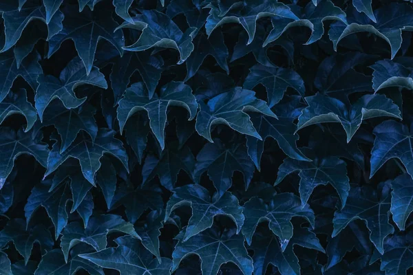 blue ivy leaves close up. texture and background for designers. symmetrical leaves