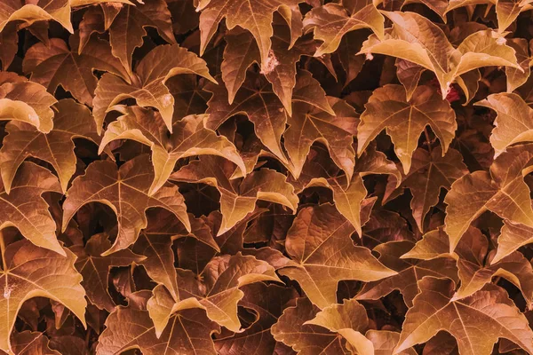 red ivy leaves close up. texture and background for designers. symmetrical leaves