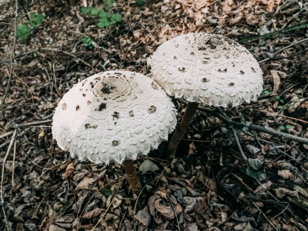 two poisonous mushrooms close-up. White mushroom hats